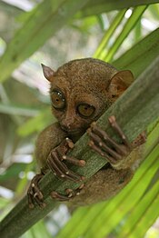 175px-Tarsier-GG.jpg